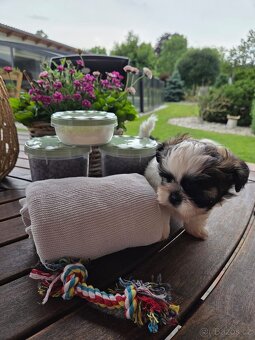 Prodáme štěně Shih-tzu - 5