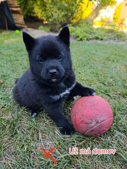 Shiba inu s Šiperkou - 5