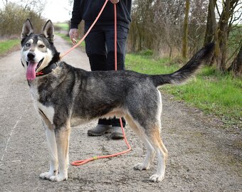 🐾 Rony – oddaný pejsek, který by pro svého člověka snesl i - 5