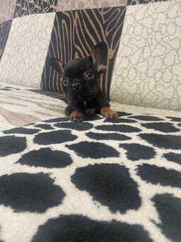 Francouzský buldoček - 5