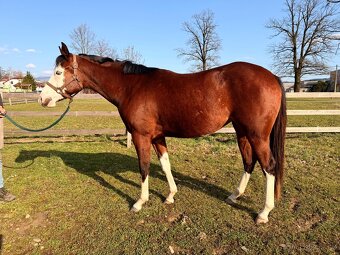 Letos 3leta klisna APH - 5