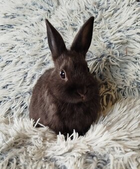 Zakrslý králík - 5