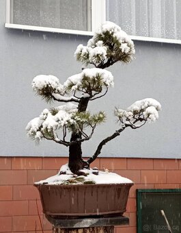 Borovice drobnokvětá bonsai - 5