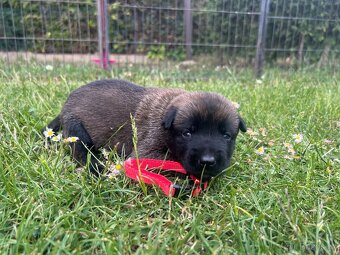 Belgický ovčák - malinois s PP - 5