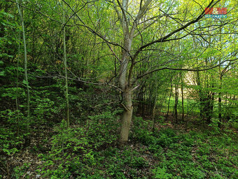 Prodej pozemku, 2141 m², Rychnov nad Kněžnou - 5