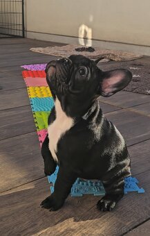 Francouzský buldoček s PP ,FCI - 5