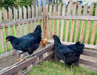 Žerzejský obr (Jersey Giant) - 5