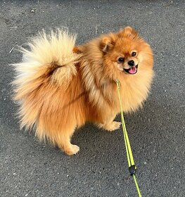 Německý špic ke krytí s PP - 5