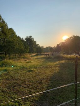 Nabízím ustájení 24/7 v Karviná - Louky - 5