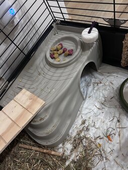 Morčata – kluci - 5