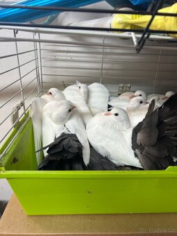 Anglický pavík - 5