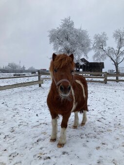 Pony hrebeček - 5