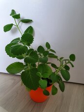 Krásné rýmovníky - 5