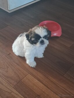 Shih-tzu, shi-tzu,shih tzu, - 5