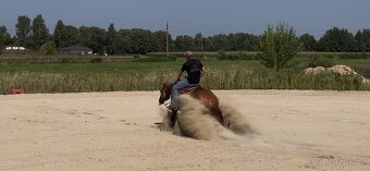 QH valach - 5