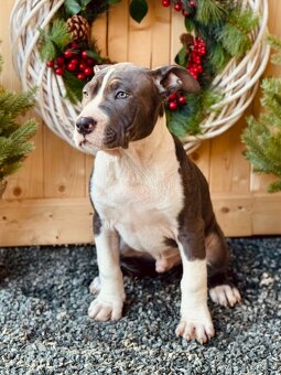 Americký stafordšírský teriér s PP - 5