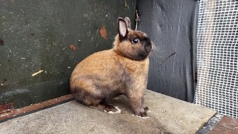 Zakrslý durynský saténový králík - 5