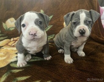 STAFORDŠÍRSKÝ bulteriér - 5