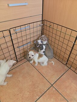 ČIVAVA KRÁTKOSRSTÁ - 5