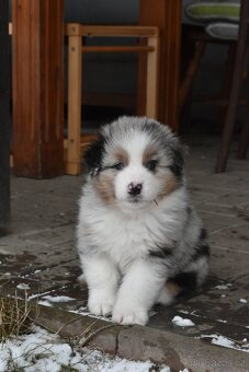 Australský ovčák s PP - 5