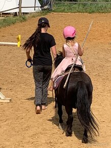Shetland valach standard s PP do pony sportu - 5