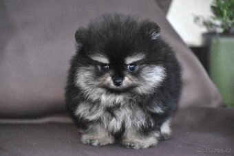 Pomeranian - 5