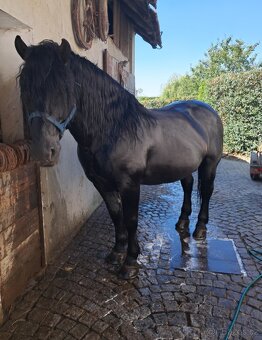 Hříbata Slezský Norik Hřebec - 5