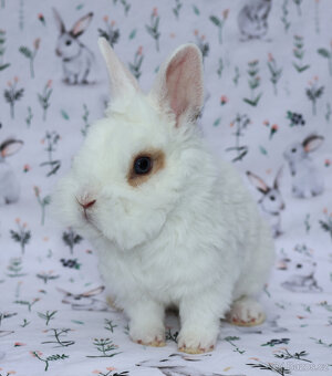 Zakrslý krátkouchý králíček rex LT sameček. - 5