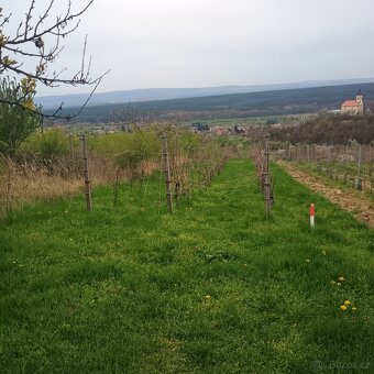 vinohrad - sad - 5