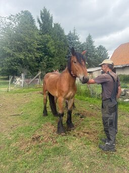 Hřebec - rýnský chladnokrevnik (2) - 5