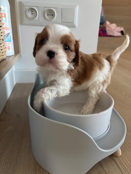 Kavalir King Charles Spaniel - 5