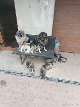 Štěňata - Německý špic - 5