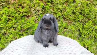 Zakrslý beránek, králíček, králík - ELLA - 5