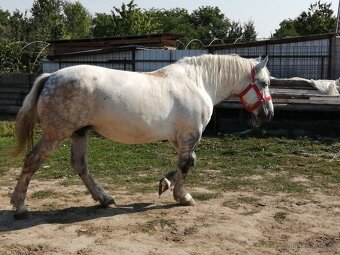Percheron na predaj - 5