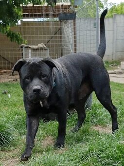 ARGO K ADOPCI - hledá spřízněnou duši - 5
