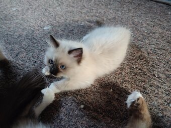Ragdoll koťátka bez PP - 5