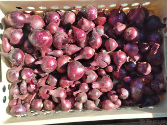 Cibule, brambory, dýně Hokkaido - 5