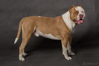 American bully - krytí - 5