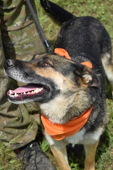 JULLY K ADOPCI - krásná mladá přátelská NO - 5