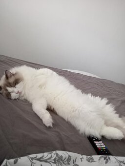 Kocour Ragdoll s PP, 3letý, zdravý, čistotný, mazlivý, kastr - 5