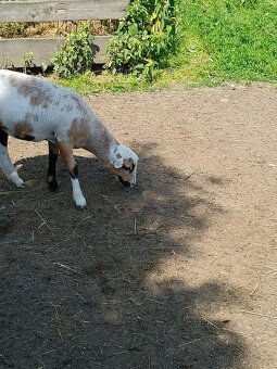 Prodám nebo vyměním za pšenici - 5