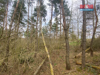Prodej lesa, 2084 m², Slavičky - 5