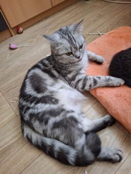 Britska modra whiskas - 5