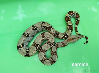 Hroznýš Královský (boa constrictor) - 5