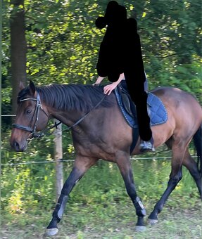 10ti letý Valach - 5