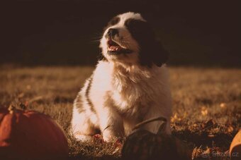 Moskovský strážny pes – šteniatka s PP (Abakter) - 5