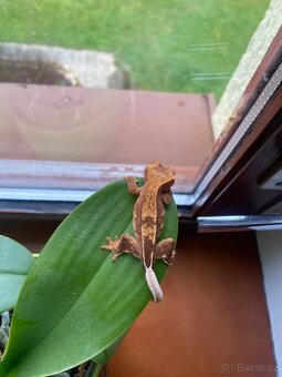 Pagekon řasnatý - 5