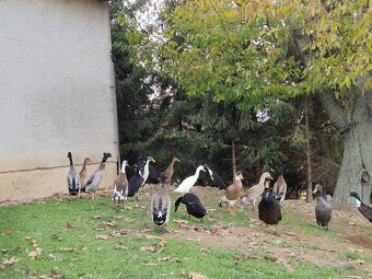 Indický běžec - 5