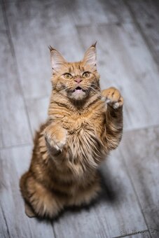 Mainská mývalí - 5