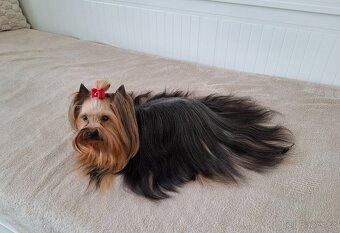 Jorkšírský terier fenka - 5